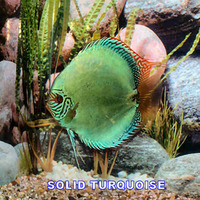 stendker discus for sale