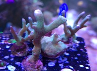 SPS Montipora digitata £8