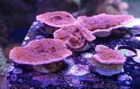 SPS Red plating montipora £4