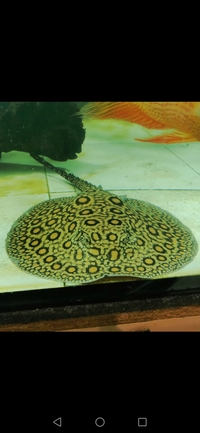 Male mini motoro stingray adult £200