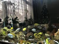 Malawi Cichlids