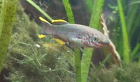 Steel-blue Killifish (Fundulopanchax gardneri) £6 Per Pair