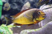 Tropheus Kazumba - SOLD