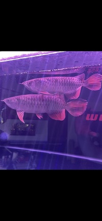 Stunning pair of Super High Back Red Tail Golden Arowana