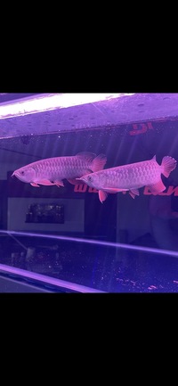 Stunning pair of Super High Back Red Tail Golden Arowana