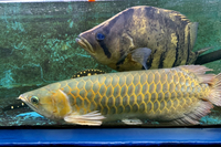 SOLD  AAA grade Super red Asian Arowana 17-19” rare, pred, ray, dat