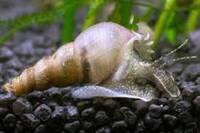 Free Malaysian Trumpet Snails