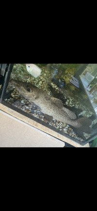 Giraffe catfish 18” 3yr old friendly & interactive £50 ONO