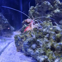 Marine aquarium