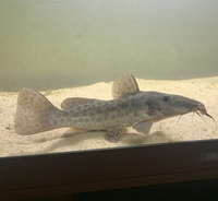 12 inch giraffe catfish