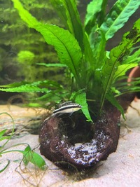 Kribensis For Sale