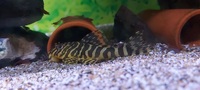 5 x L134 leopard frog pleco adults