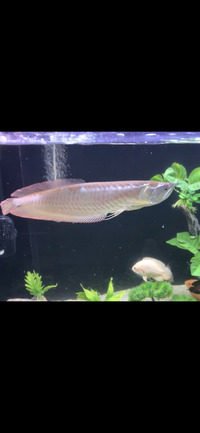 Silver Arowana