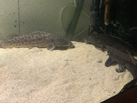 Giraffe catfish and common plecos