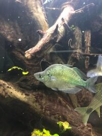 XL Rainbowfish