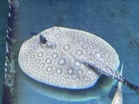 Albino/het stingrays