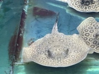 Albino/het stingrays