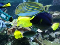 Marine Tank and livestock