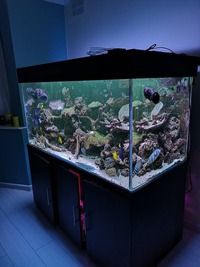 Marine Tank and livestock