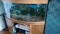 55 gal tank for sale