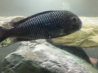 Tropheus Leuba Breeding Group & sub adults £100