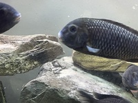 Tropheus Leuba Breeding Group & sub adults £100