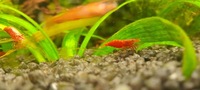 Cherry Shrimp