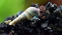 Malaysian Trumpet Snail