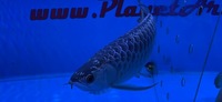 Premium Purple Base Golden Crossback Arowana