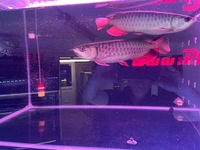 Arowana pairs male and female planet arowana