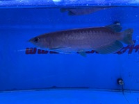 Arowana pairs male and female planet arowana