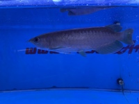 Arowana pairs male and female planet arowana