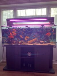 5ft tank 10mil glass full set up including fish