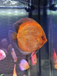 Closing down my tank, Discus for sale