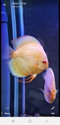 Closing down my tank, Discus for sale