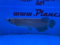 Now Sold   Banjar Red x Ton Yang Asian Arowana