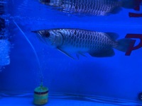 Premium purple base crossback Malaysian Golden Arowana