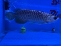 Premium purple base crossback Malaysian Golden Arowana