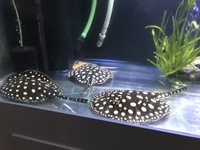 Black diamond stingray pair 11&12”