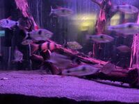 Evolution Aqua eaFreshwater 900 Aquarium + Predator set up + Bucktooth tetras + Wimple Piranhas