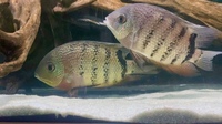 Rare Severums 