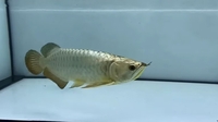 Golden Arowana for sale