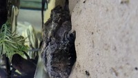 Alligator snapping turtle