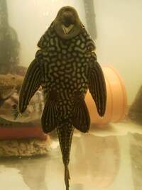 Watermelon royal pleco