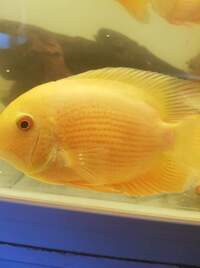 Golden severums for sale