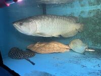 SOLD - datnoid, ray, nile perch SUPER RARE BATIK AROWANA (Scleropages inscriptus) ONLY 1 IN UK FOR SALE