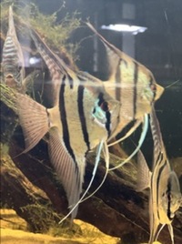 11 x F1 Rio Nanay Angel Fish (adults) £150