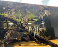 11 x F1 Rio Nanay Angel Fish (adults) £150