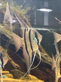 11 x F1 Rio Nanay Angel Fish (adults) £150