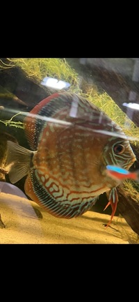 4 x adult discus “wild type” red/orange £200 5-6 inches